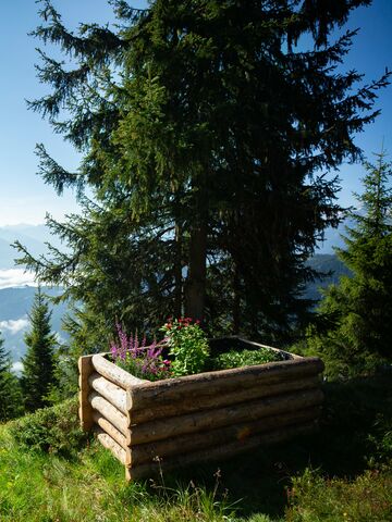 Holzbeet mit Blumen und Bergblick auf der Schmittenhöhe. | © Nicola Littmann