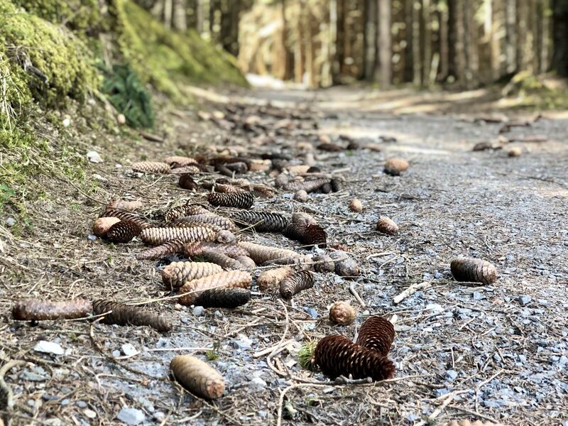 Wanderung durch den mystischen Wald Blick auf den Weg im mystischen Wald mit Kieferzapfen.