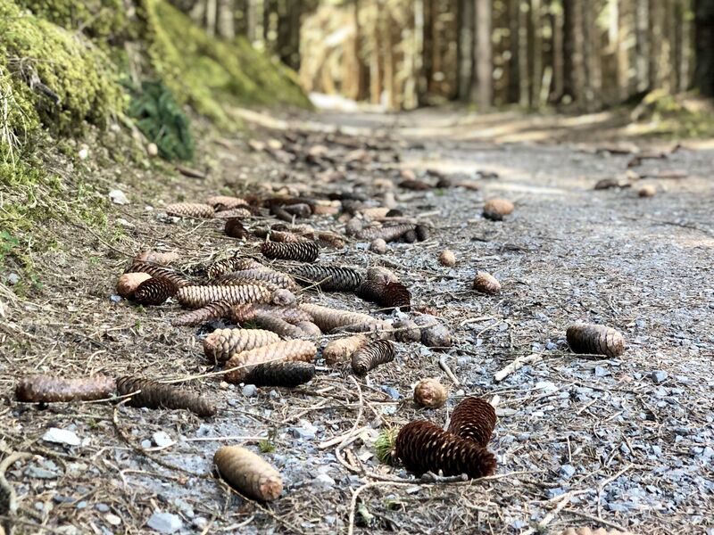 Spielend wandern auf der Schmittenhöhe in Zell am See-Kaprun Impression #2