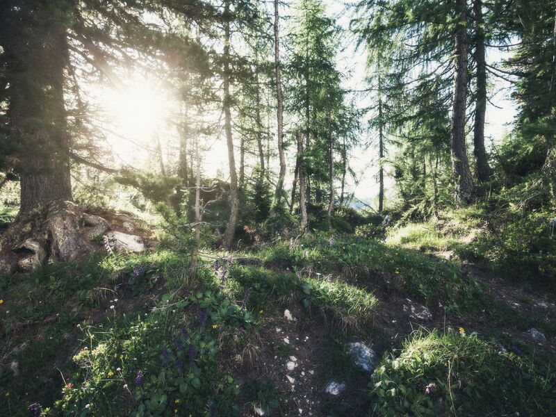 Mystischer Wald | © Schmittenhöhebahn AG/Nickolay Khoroshkov Mystischer Wald | © Schmittenhöhebahn AG/Nickolay Khoroshkov
