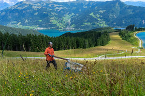 A man mowing a mountain meadow with a view of a lake and mountains.
